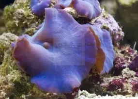 Blue Mushroom Rock (Discosoma spp)