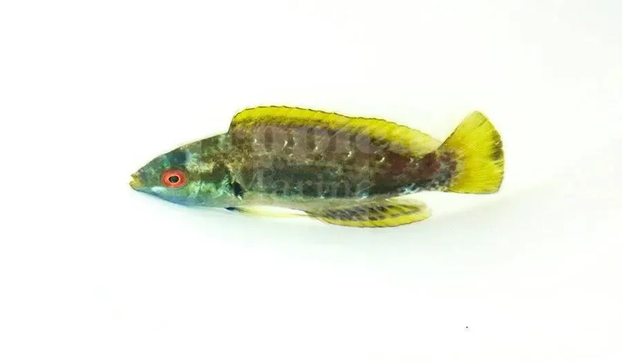 Fiji Velvet Speck Dwarf Parrot (Cirrhilabrus punctatus)