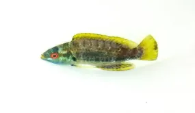 Fiji Velvet Speck Dwarf Parrot (Cirrhilabrus punctatus)
