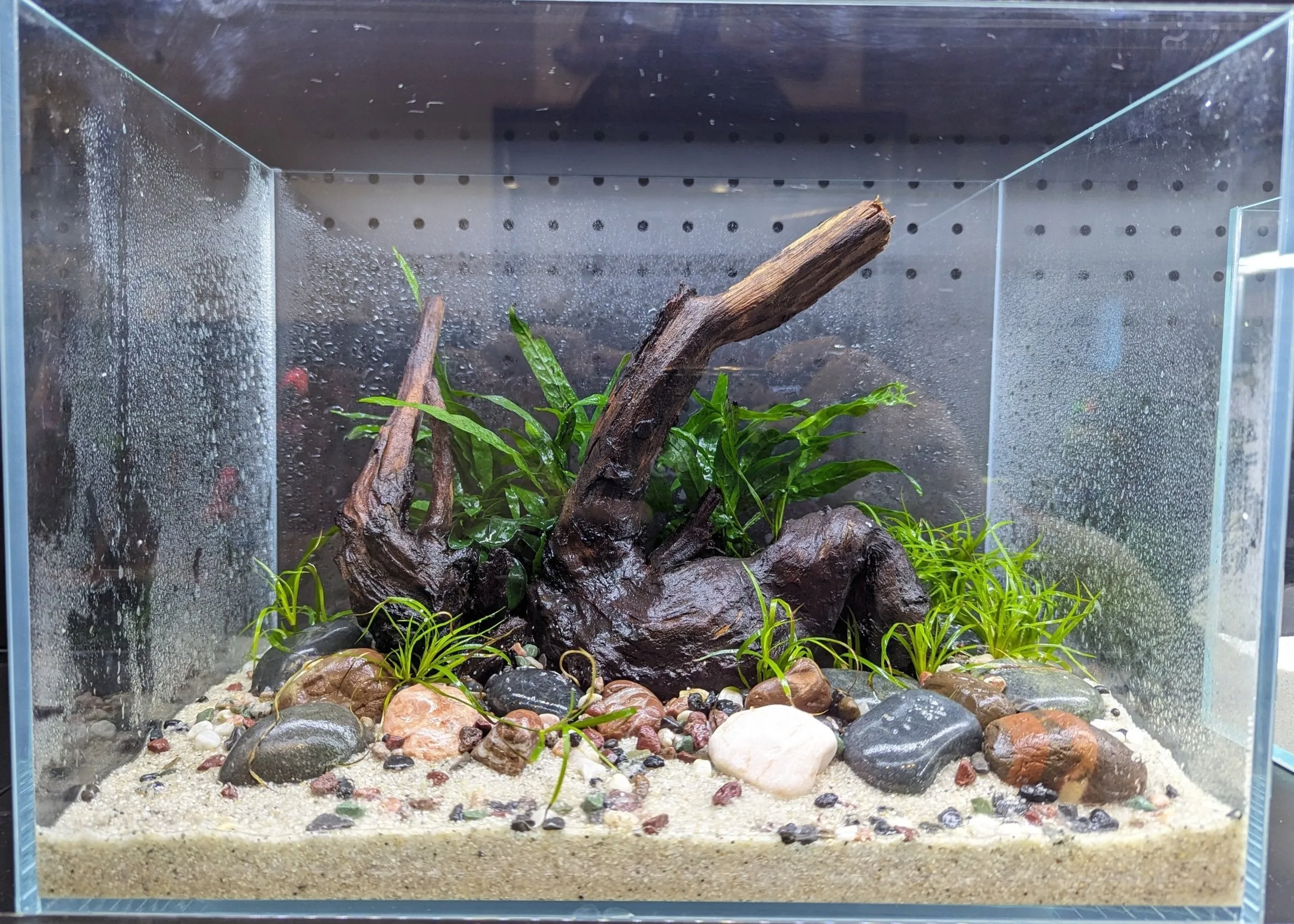 Low Maintenance Aquarium Setup Service (Without Tank)