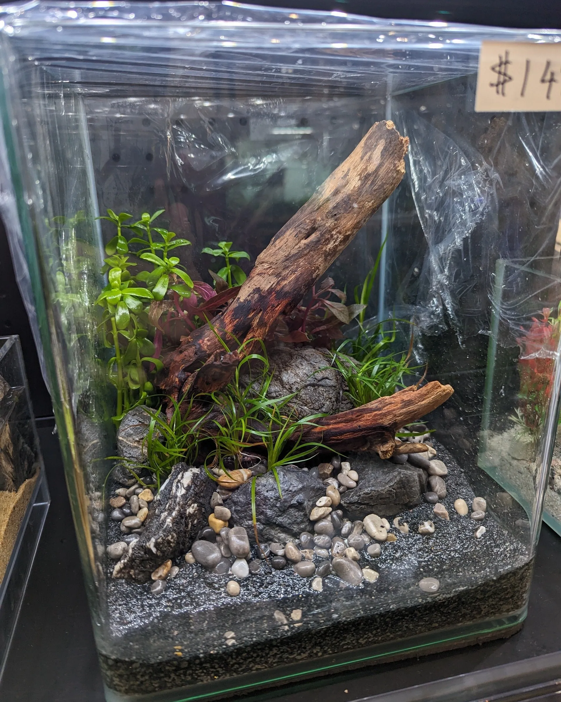 Low Maintenance Aquarium Setup Service (Without Tank)