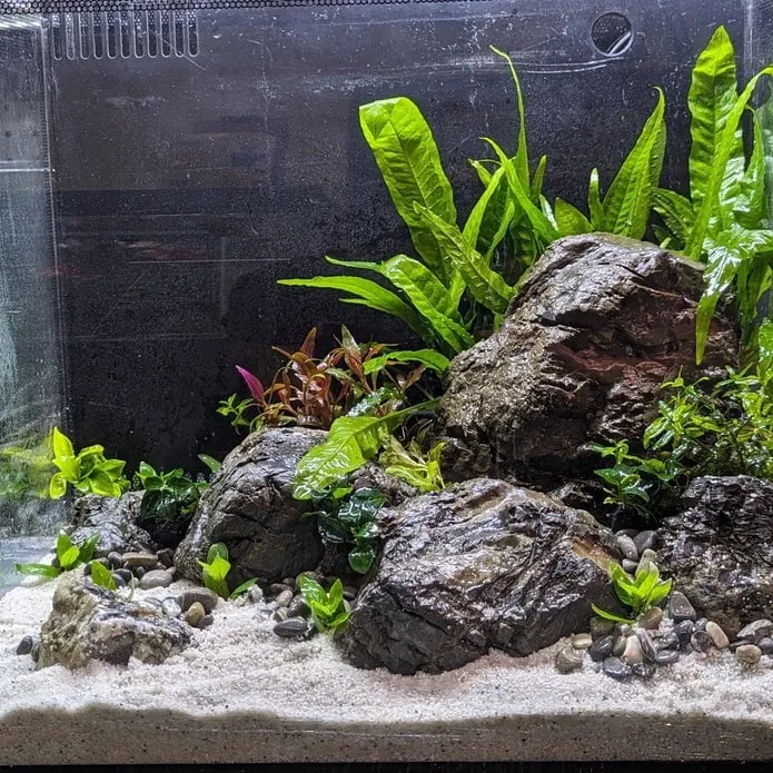 Low Maintenance Aquarium Setup Service (Without Tank)