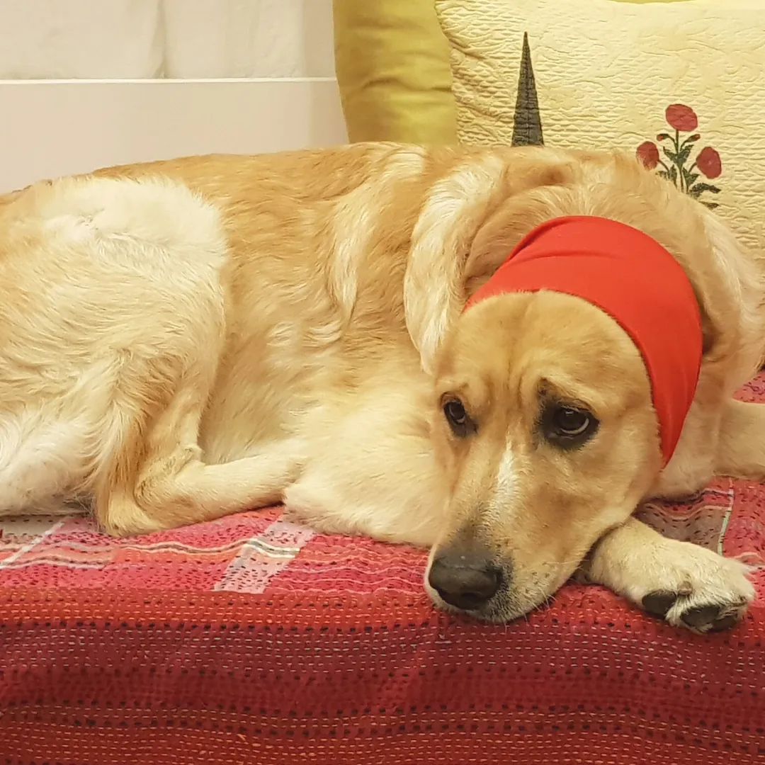 PoochMate Anti-Anxiety Dog Ear Muffs - Red